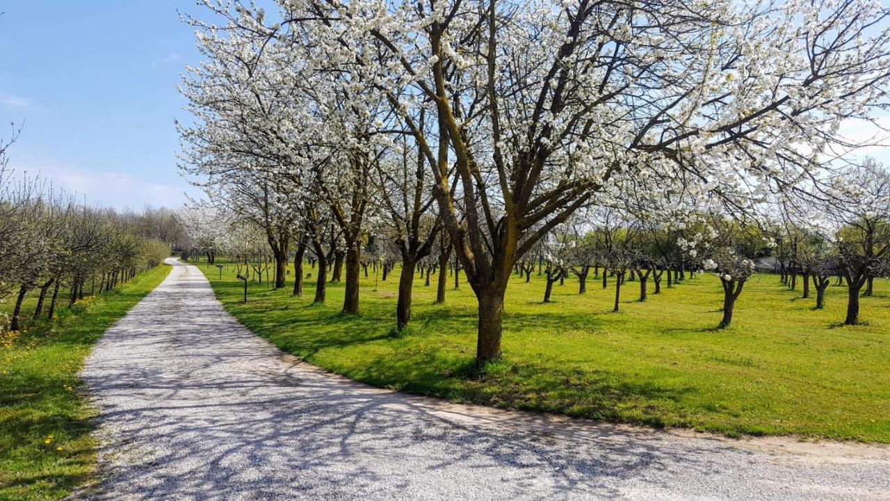 Agriturismo Borgo Borromeo Rubano Kültér fotó